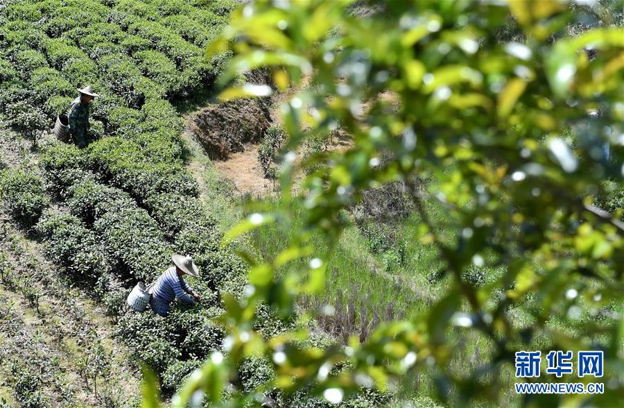 (新华全媒头条·图文互动)(24)习近平的扶贫故事