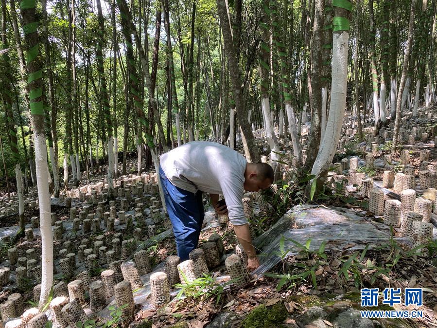 （决战决胜脱贫攻坚·图文互动）（1）贵州从江：山里找地种菌菇，贫困群众就业忙