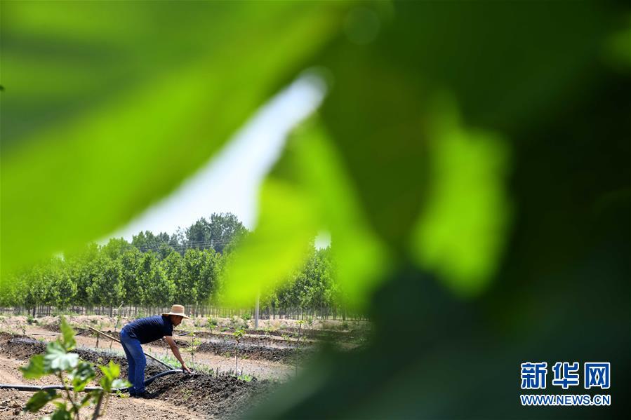 （脱贫攻坚）（3）山东夏津：返乡创业养蚯蚓 搭起脱贫致富桥