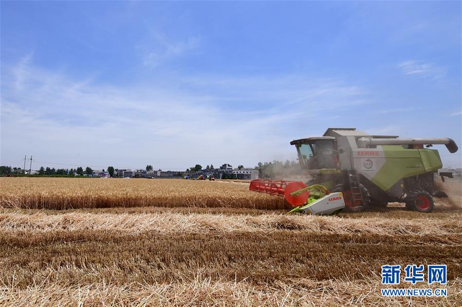 (关注三夏·图文互动)(2)效率提高 模式变革——河南麦收新观察