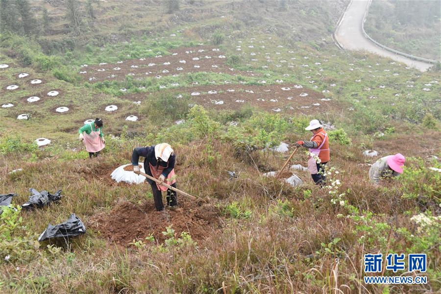 (决战决胜脱贫攻坚·图文互动)(2)因地制宜的“魅力”——贵州脱贫攻坚一线采访随笔