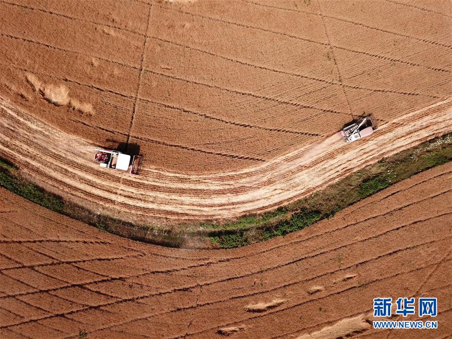 （经济）（6）安徽：小麦收割忙