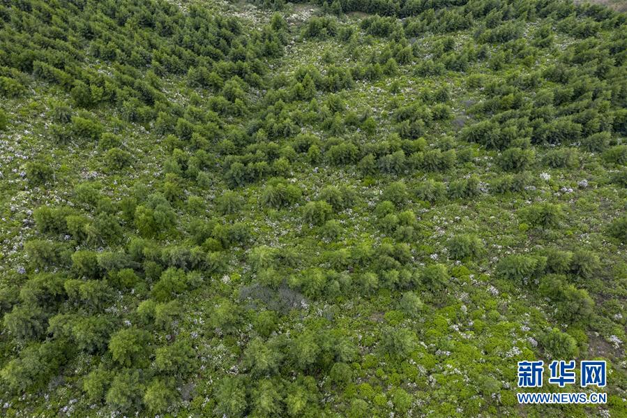 （环境）（6）绿染西海固