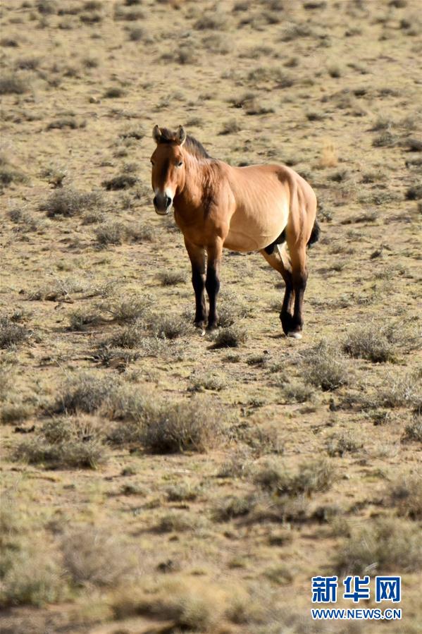 （图文互动）（1）特写：守护重回故乡的普氏野马