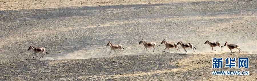 （图文互动）（9）特写：守护重回故乡的普氏野马