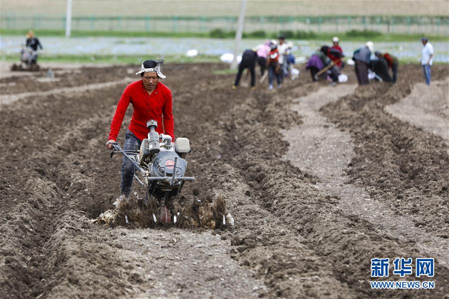 (图文互动)(8)高原之音