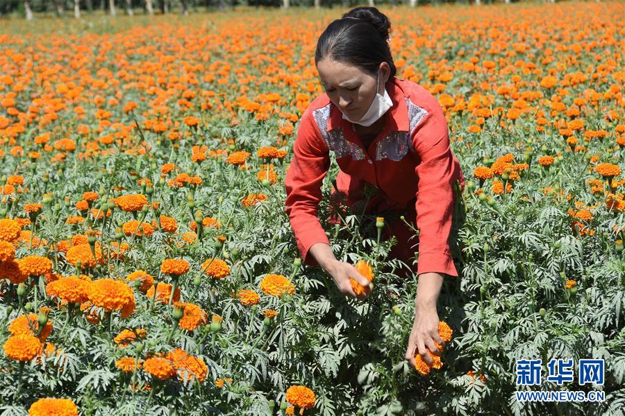 (脱贫攻坚·图文互动)(2)20万亩万寿菊盛开南疆助脱贫