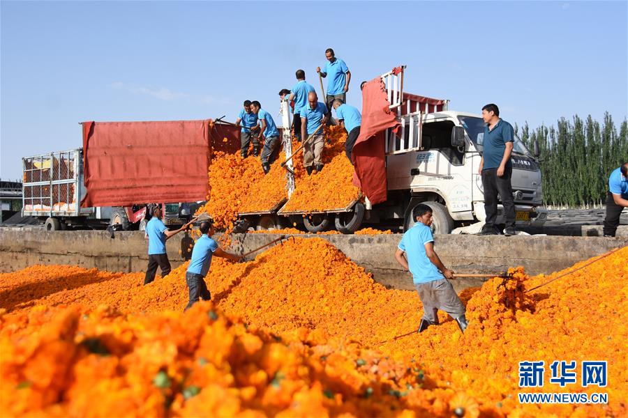 (脱贫攻坚·图文互动)(3)20万亩万寿菊盛开南疆助脱贫