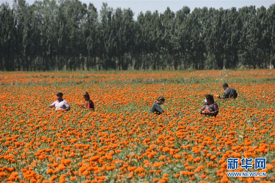 (脱贫攻坚·图文互动)(5)20万亩万寿菊盛开南疆助脱贫
