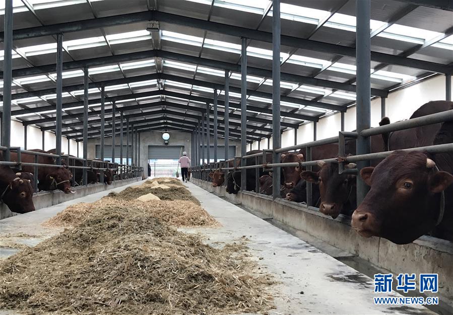 （决战决胜脱贫攻坚&middot;图文互动）（2）赶着&ldquo;红牛&rdquo;奔小康