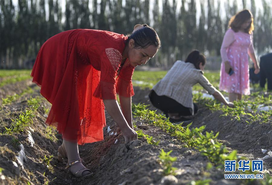 (图文互动)(6)“沙漠高地”的美好家园