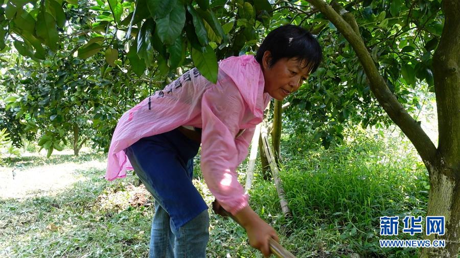 （新华网&middot;决战决胜脱贫攻坚&middot;图文互动）（2）贵州思南：强村带弱村 &ldquo;抱团&rdquo;促增收