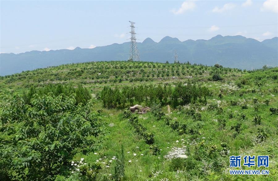 （新华网&middot;决战决胜脱贫攻坚&middot;图文互动）（3）贵州思南：强村带弱村 &ldquo;抱团&rdquo;促增收