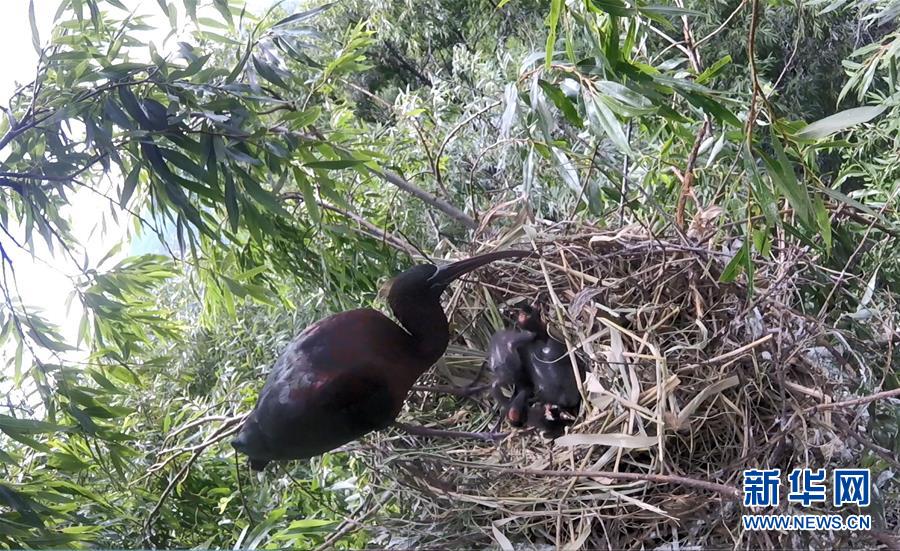 (图文互动)(1)云南大理首次记录到珍稀物种彩鹮自然繁殖