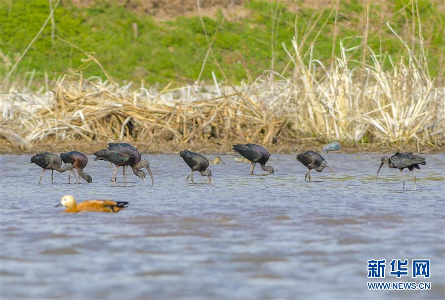 (图文互动)(3)云南大理首次记录到珍稀物种彩鹮自然繁殖