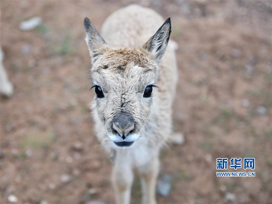 （环境）（4）可可西里11只藏羚羊幼仔得到救助