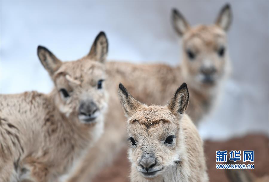（环境）（3）可可西里11只藏羚羊幼仔得到救助