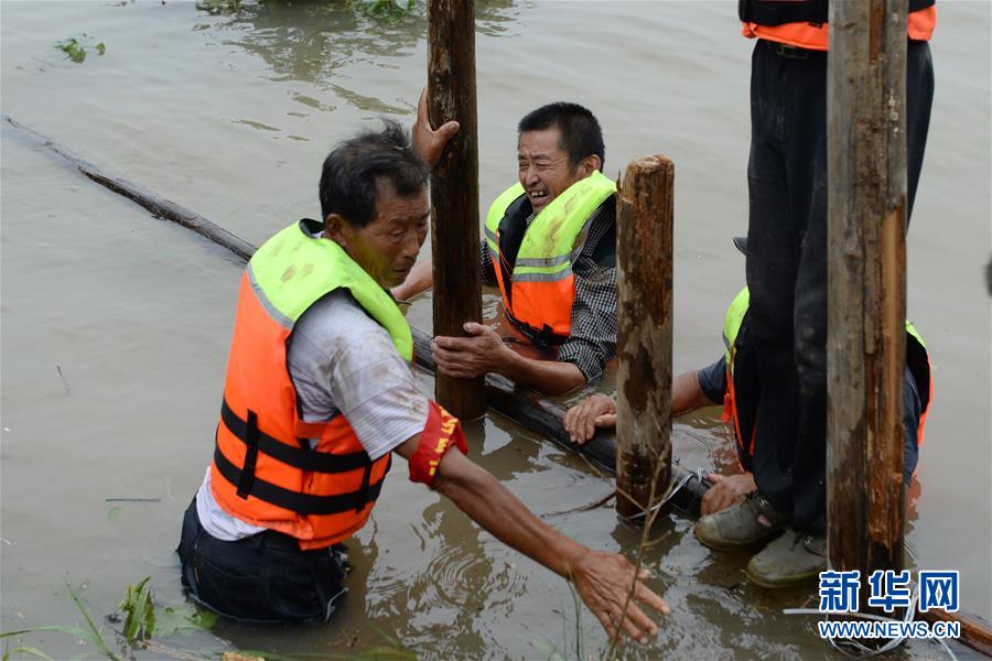 (防汛抗洪)(1)安徽枞阳:抢险江心洲
