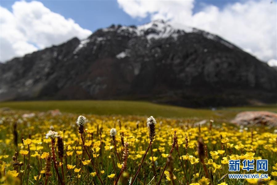 (图文互动)(1)天山一号冰川保护区成为野生动物天堂