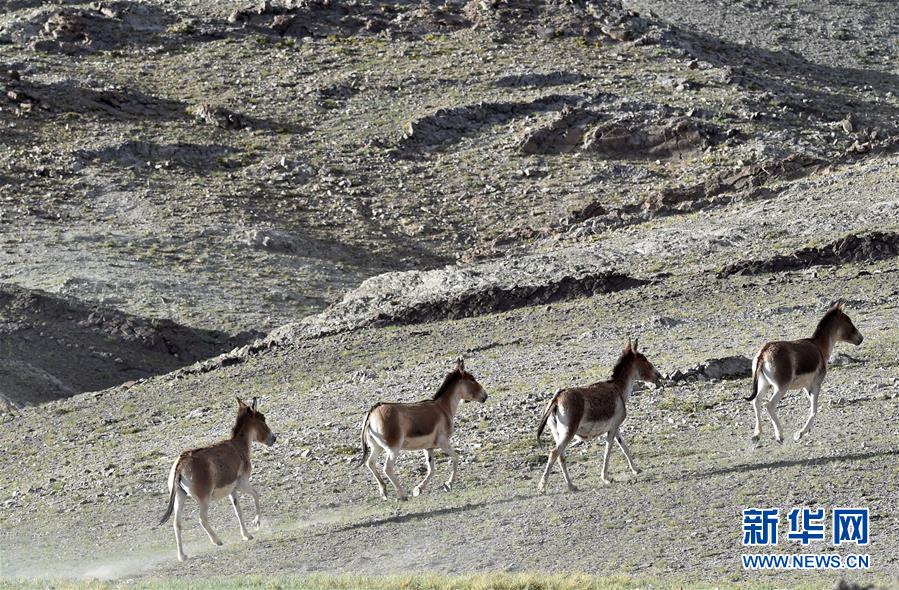 (在习近平新时代中国特色社会主义思想指引下——新时代新作为新篇章·习近平总书记关切事·图文互动)(1)绿色映底蕴,山水见初心——生态优先、绿色发展持续造福群众美好生活