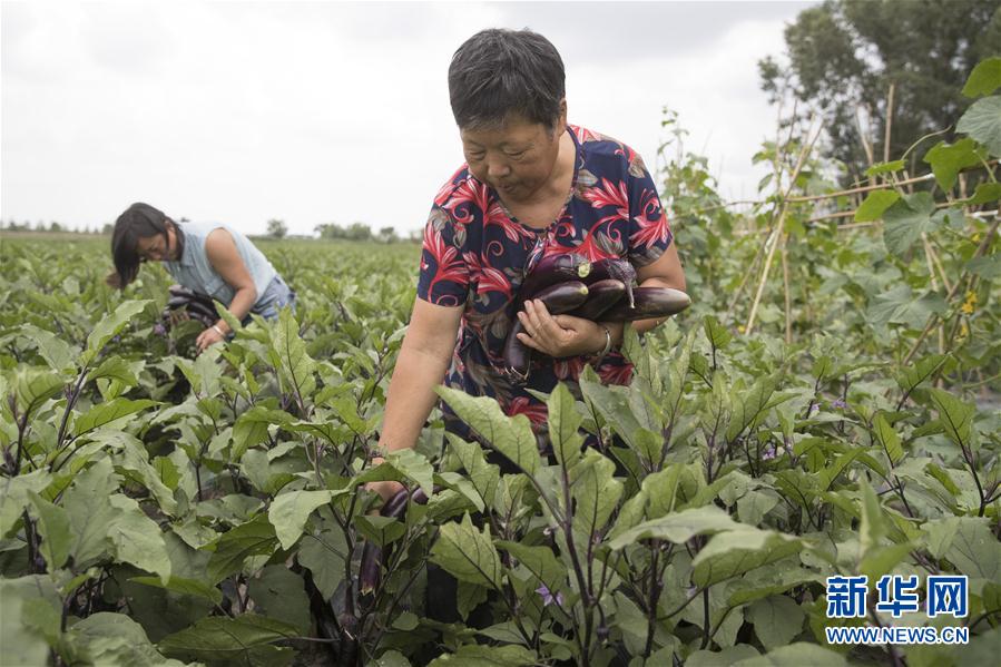 (决战决胜脱贫攻坚·图文互动)(1)幸福村的幸福“菜”事