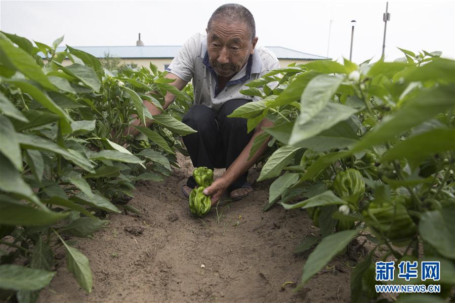 (决战决胜脱贫攻坚·图文互动)(3)幸福村的幸福“菜”事