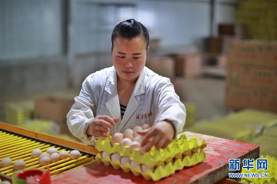 （走向我们的小康生活）（7）贵州海雀村：将绿水青山变成战胜贫困的金山银山