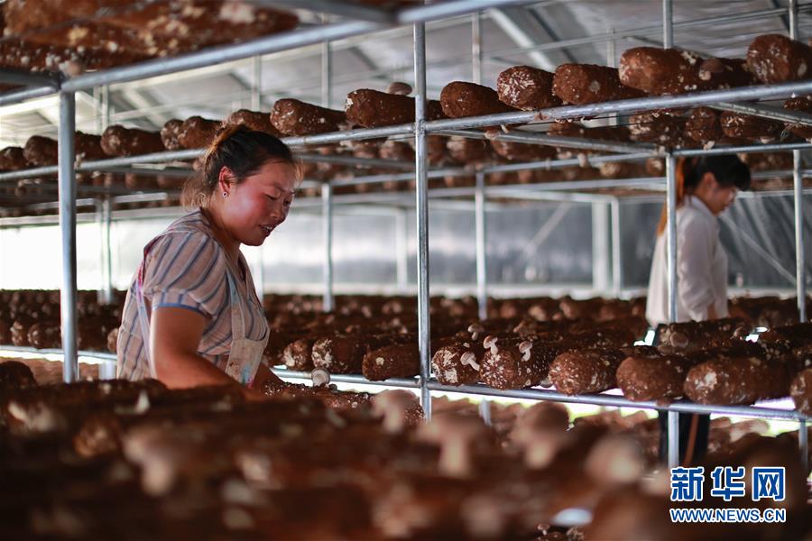 （走向我们的小康生活）（8）贵州海雀村：将绿水青山变成战胜贫困的金山银山