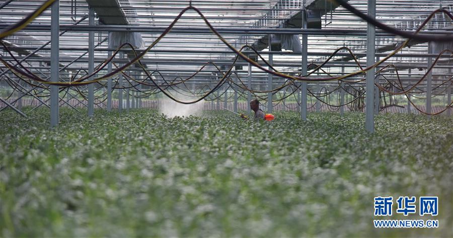 (决战决胜脱贫攻坚·图文互动)(3)“小土豆” 渐成增收大产业