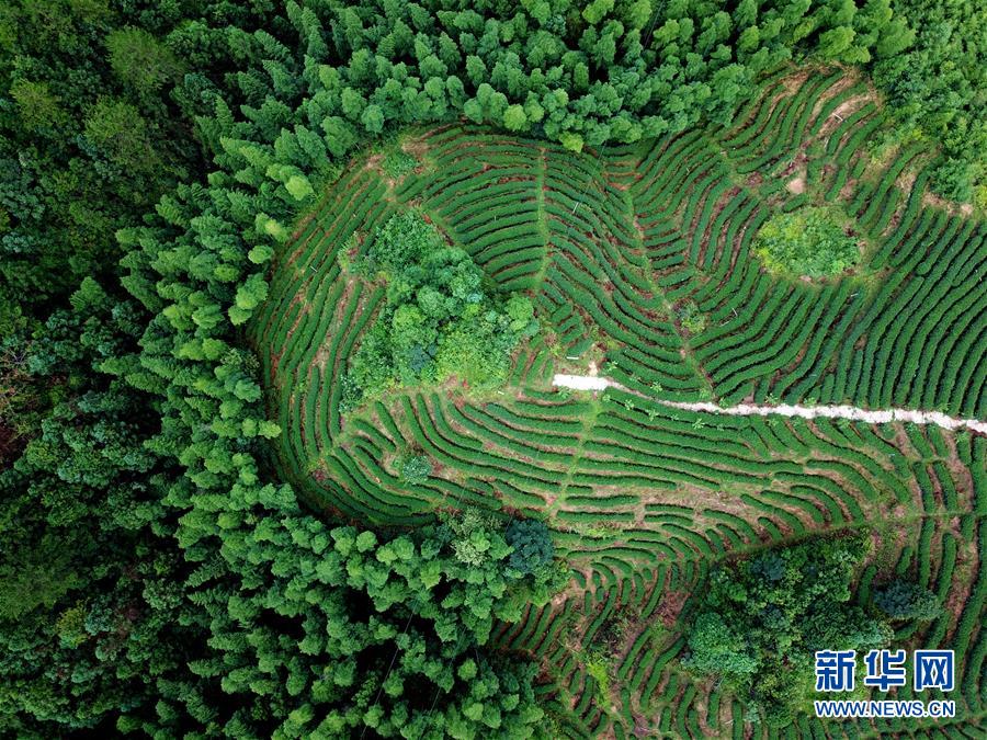 (走向我们的小康生活·图文互动)(1)“红土地”越来越红火——福建老区苏区发展新貌掠影