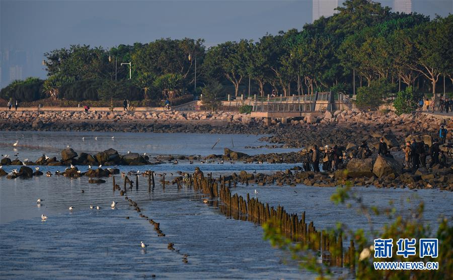 （新华全媒头条&middot;图文互动）（11）鲲鹏展翅九万里&mdash;&mdash;深圳奋力跑好建设中国特色社会主义先行示范区&ldquo;第一程&rdquo;