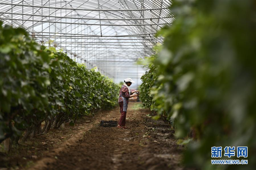 （走向我们的小康生活）（4）产业发展富乡村