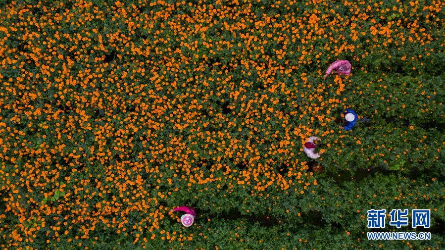 （图文互动）（2）幸福花开——高黎贡山下“万亩花海”带富美丽乡村