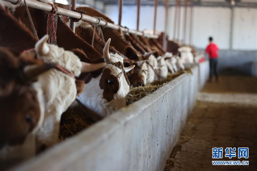 (决战决胜脱贫攻坚·图文互动)(3)再战“北大仓”