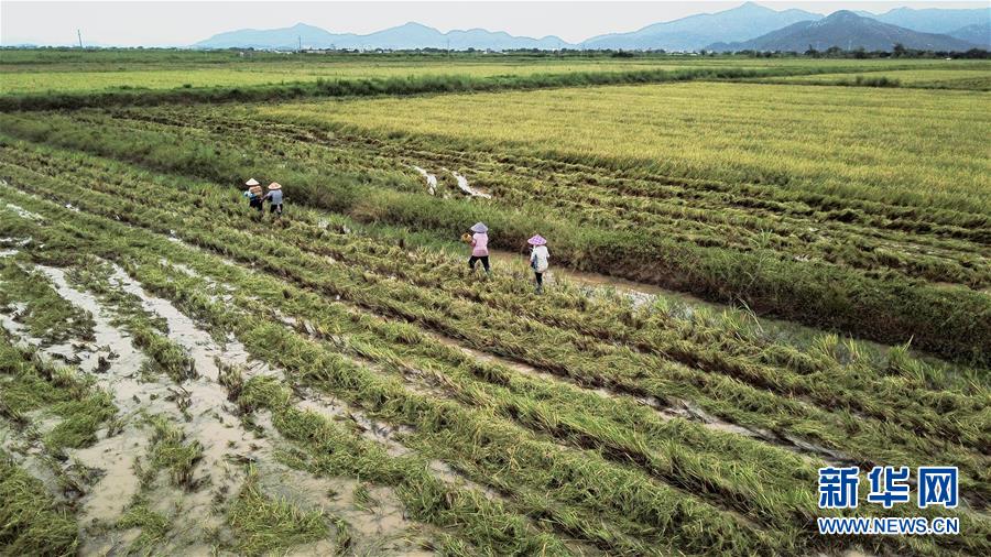 （经济）（1）广东江门海水稻迎来收获季