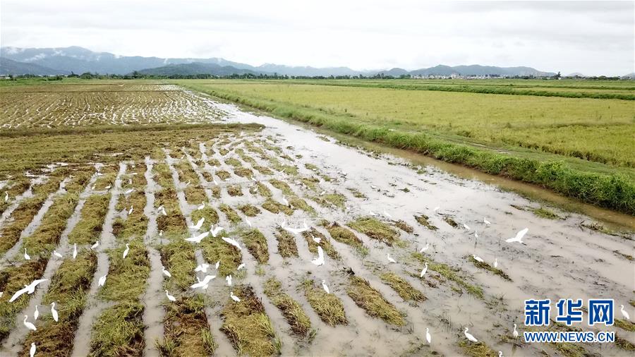 （经济）（3）广东江门海水稻迎来收获季