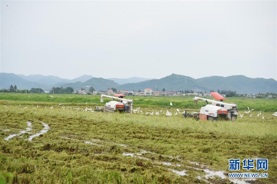 （经济）（5）广东江门海水稻迎来收获季