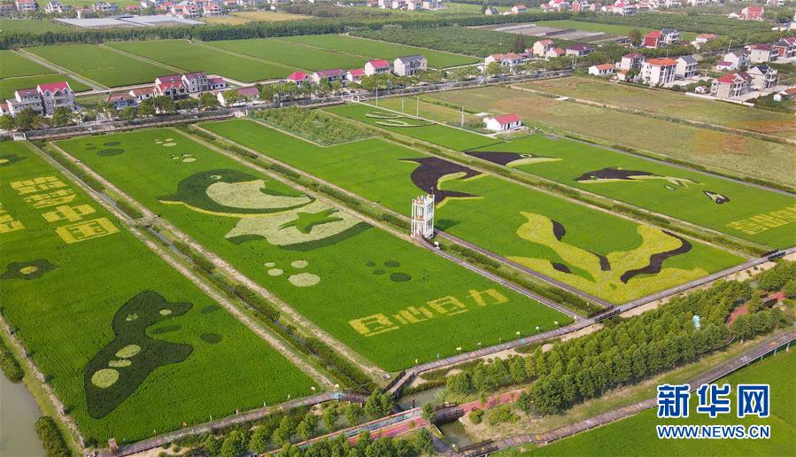 (新华视界)(1)扮靓稻田迎丰收