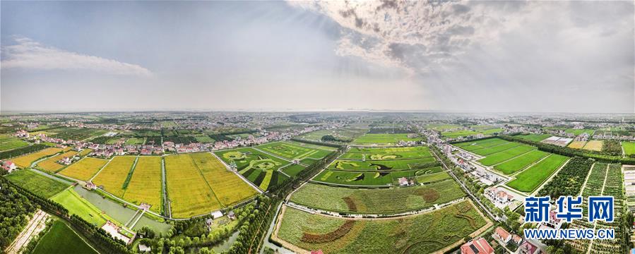 (新华视界)(2)扮靓稻田迎丰收
