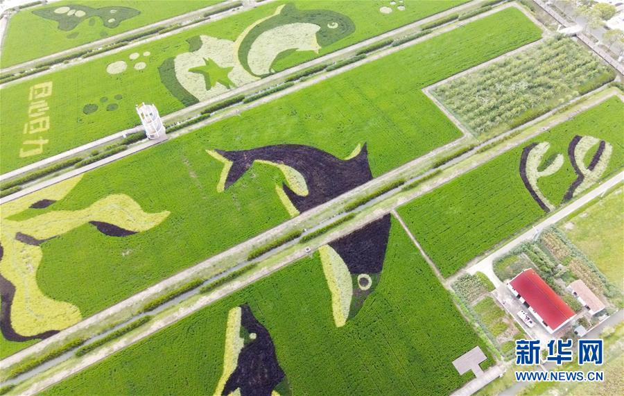 (新华视界)(3)扮靓稻田迎丰收
