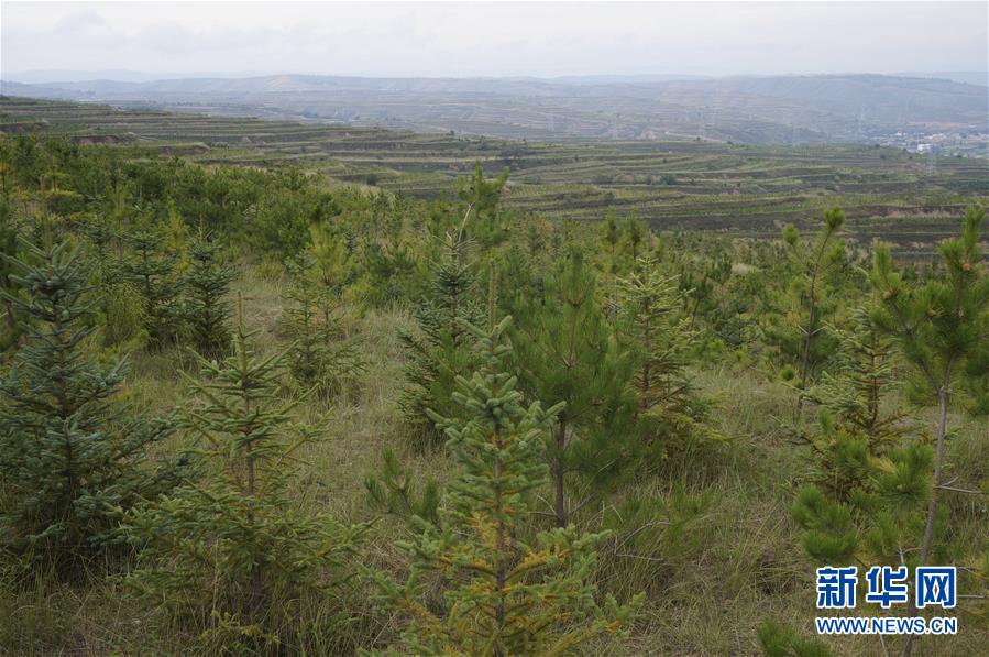（决战决胜脱贫攻坚&middot;图文互动）（1）甘肃定西黄土高坡上，有片&ldquo;福州林&rdquo;