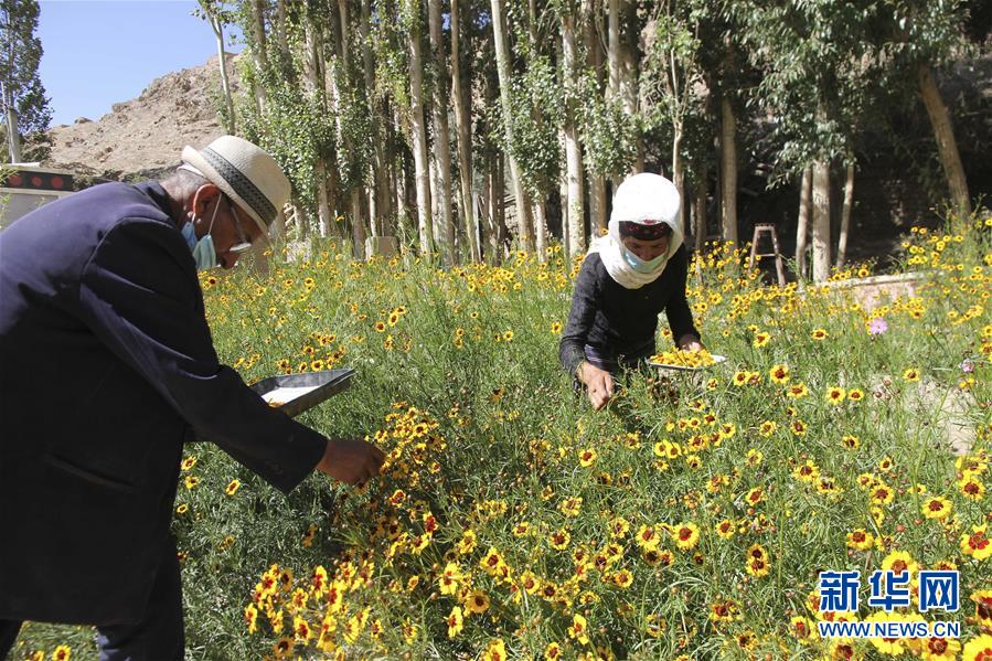 (决战决胜脱贫攻坚·图文互动)(1)帕米尔高原盛开“富民花”