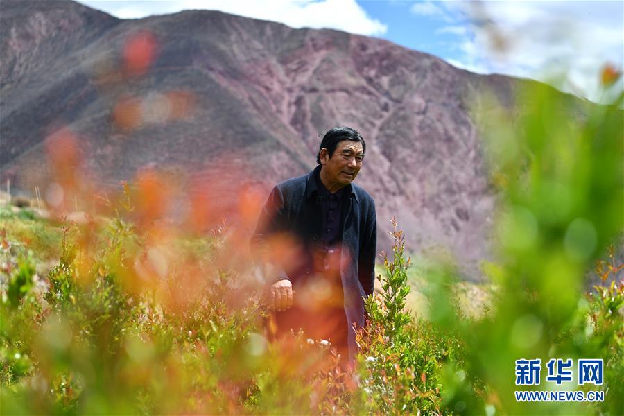 （西藏昌都解放70周年·圖文互動）（1）“我有一個植樹夢”——扎西旺堆和他的“綠色家園”