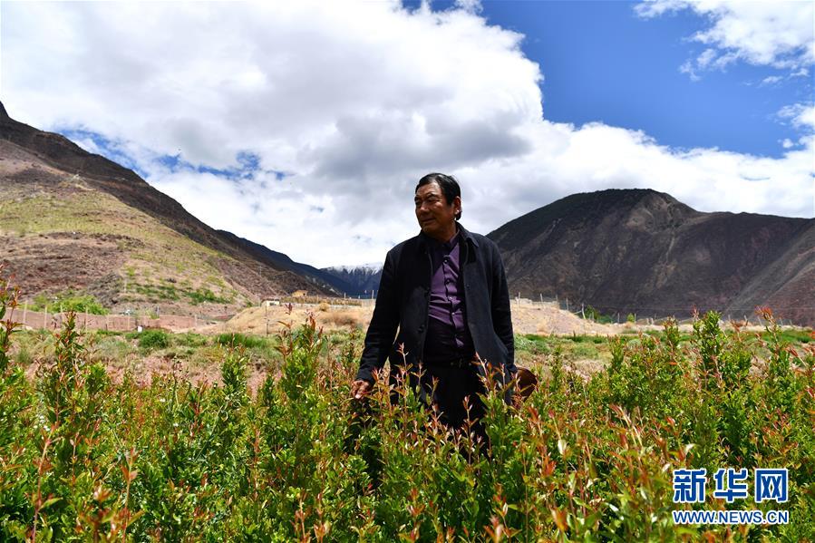 （西藏昌都解放70周年·圖文互動）（4）“我有一個植樹夢”——扎西旺堆和他的“綠色家園”