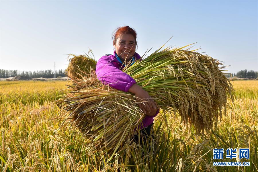(图文互动)(1)我在塔克拉玛干沙漠种水稻