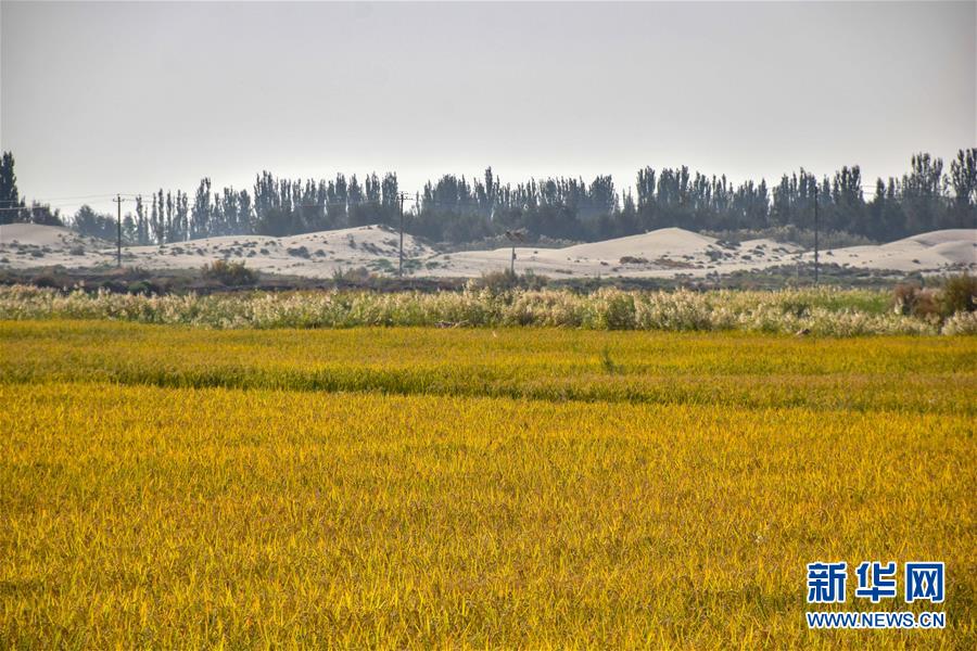 (图文互动)(2)我在塔克拉玛干沙漠种水稻