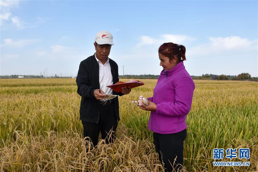 (图文互动)(3)我在塔克拉玛干沙漠种水稻