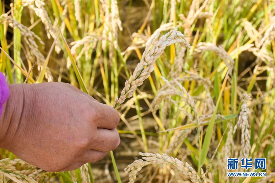 (图文互动)(5)我在塔克拉玛干沙漠种水稻
