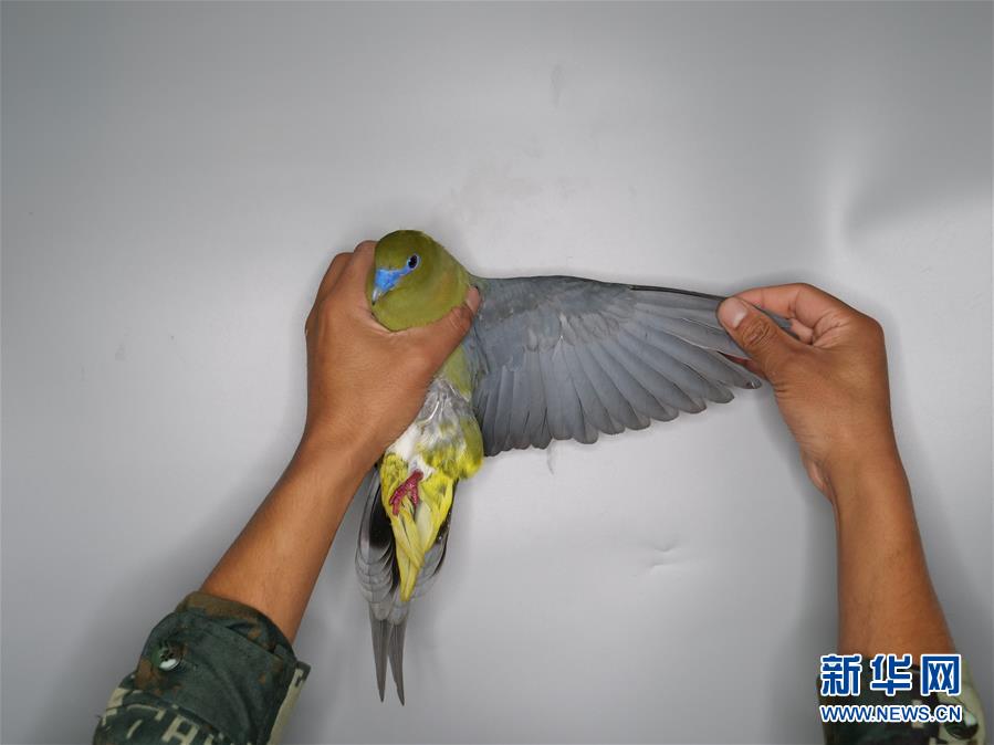 （圖文互動）（1）雲南無量山發現白腹針尾綠鳩