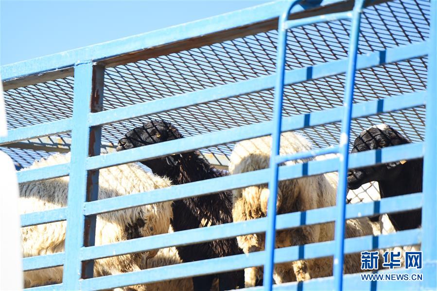 （社會）（12）中國開始接收蒙古國3萬只“捐贈羊”